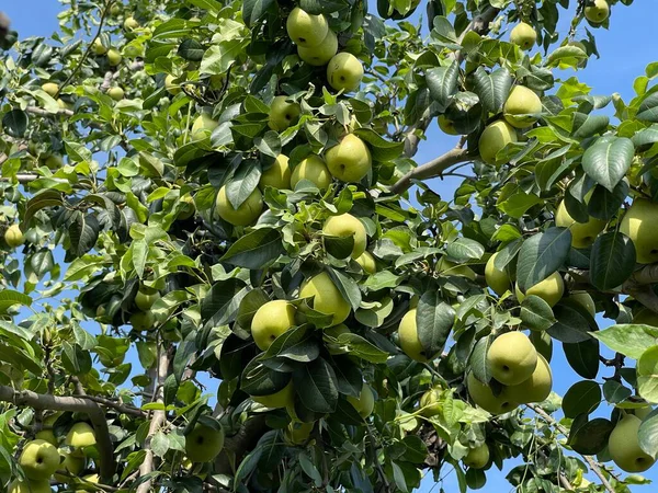 Olgun meyvelerle dolu armut ağacı. Taze armutlar dolup taşıyor, sağlıklı beslenmek için mükemmel.