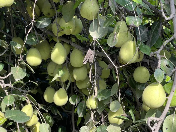 Olgun meyvelerle dolu armut ağacı. Taze armutlar dolup taşıyor, sağlıklı beslenmek için mükemmel.