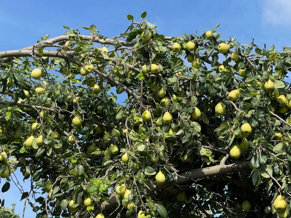 Olgun meyvelerle dolu armut ağacı. Taze armutlar dolup taşıyor, sağlıklı beslenmek için mükemmel.