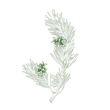 Plant vector. Evergreen coniferous branch of pine, spruce. Decorative botanical elements. Green line