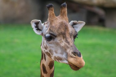 Bioparc zürafa