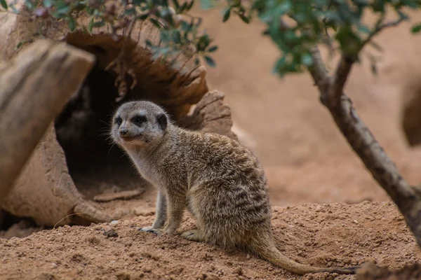 Samotny surykatek w Bioparc — Zdjęcie stockowe