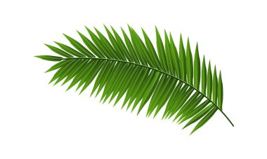 Tropikal Yeşil Palmiye Yaprağı Beyaz Arkaplanda İzole Edilen Vektör Resimleri