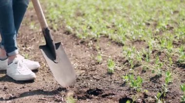Bahçıvan kürekle tarlayı kazıyor. Eski çimleri kazmak için büyük bir kürek kullanan çift..