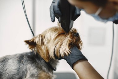 Yorkshire Teriyeri tımarhanede prosedür uyguluyor.