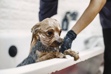 Yorkshire Teriyeri tımarhanede prosedür uyguluyor.