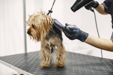 Yorkshire Teriyeri tımarhanede prosedür uyguluyor.