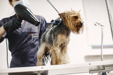 Yorkshire Teriyeri tımarhanede prosedür uyguluyor.