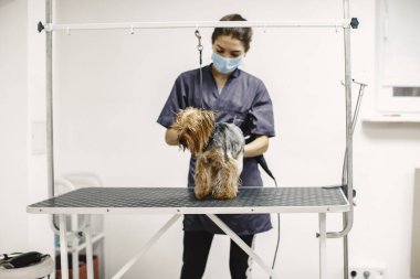Yorkshire Teriyeri tımarhanede prosedür uyguluyor.
