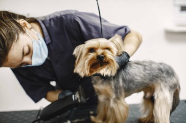 Yorkshire Teriyeri tımarhanede prosedür uyguluyor.