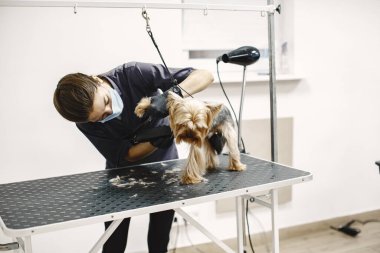 Yorkshire Teriyeri tımarhanede prosedür uyguluyor.