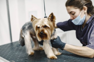 Yorkshire Teriyeri tımarhanede prosedür uyguluyor.
