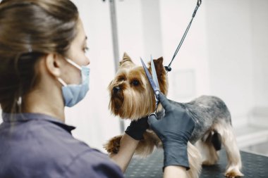Yorkshire terrier getting procedure at the groomer clipart