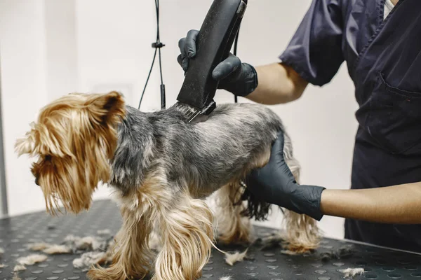 Yorkshire terrier obtendo procedimento no groomer — Fotografia de Stock