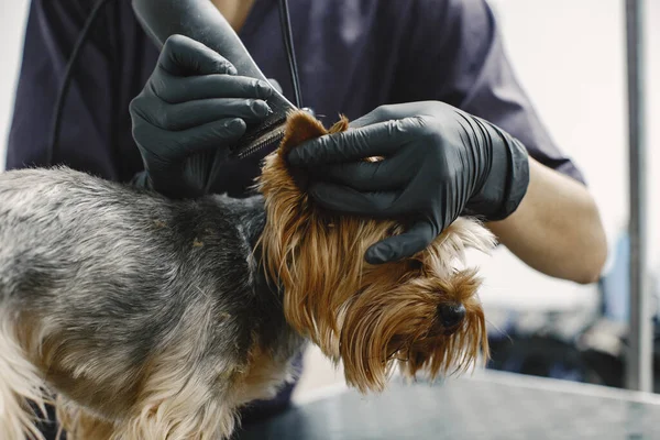 Yorkshire terrier getting procedure at the groomer