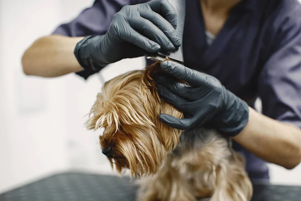 Yorkshire terrier obtendo procedimento no groomer — Fotografia de Stock