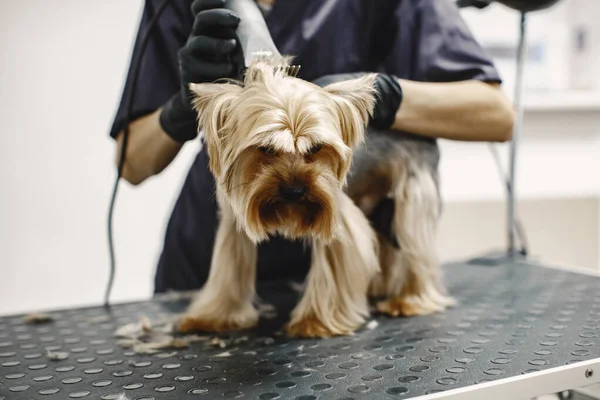 Yorkshire terrier obtendo procedimento no groomer — Fotografia de Stock