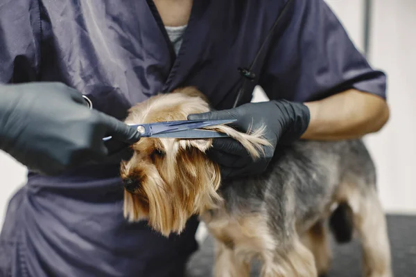 Yorkshire terrier obtendo procedimento no groomer — Fotografia de Stock