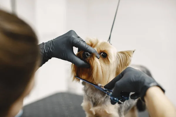 Yorkshire terrier obtendo procedimento no groomer — Fotografia de Stock