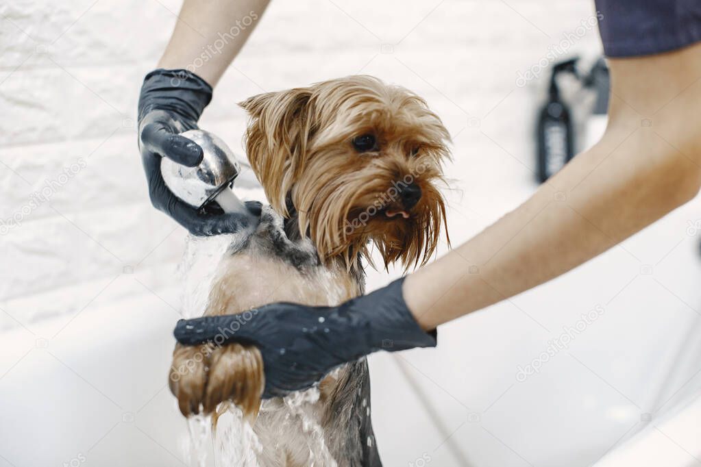 Yorkshire terrier getting procedure at the groomer