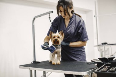 Yorkshire Teriyeri tımarhanede prosedür uyguluyor.