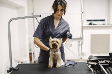 Yorkshire Teriyeri tımarhanede prosedür uyguluyor.