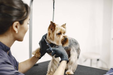 Yorkshire Teriyeri tımarhanede prosedür uyguluyor.