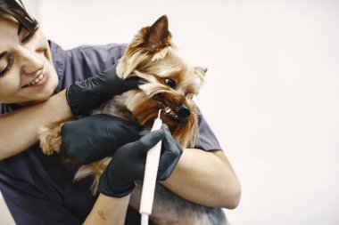 Yorkshire Teriyeri tımarhanede prosedür uyguluyor.
