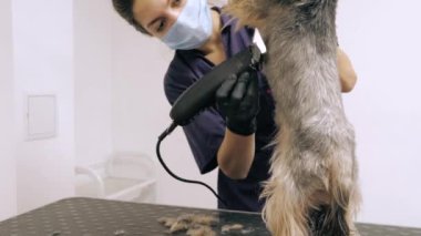 Yorkshire Teriyeri tımarhanede prosedür uyguluyor.