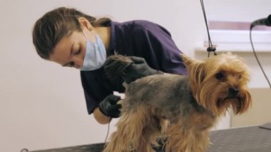 Yorkshire Teriyeri tımarhanede prosedür uyguluyor.