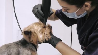 Yorkshire Teriyeri tımarhanede prosedür uyguluyor.