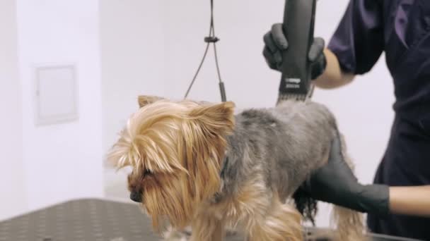 Yorkshire terrier få procedur på groomer — Stockvideo