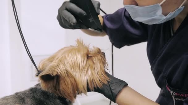 Yorkshire terrier getting procedure at the groomer — Stock Video