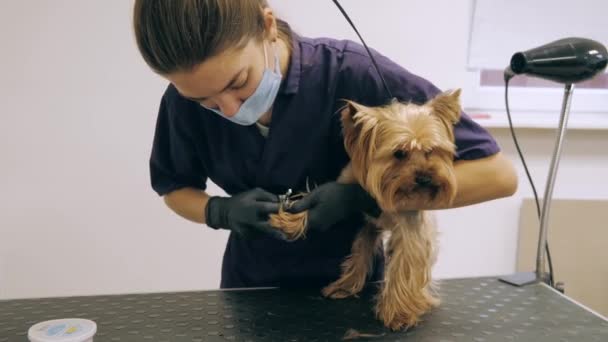 Yorkshire terrier να πάρει τη διαδικασία στο groomer — Αρχείο Βίντεο