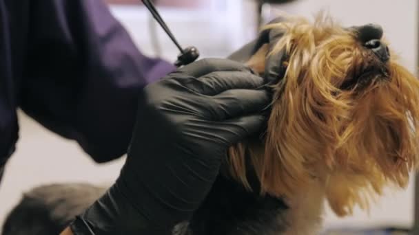 Йоркширский терьер получает процедуру в парикмахерской — стоковое видео