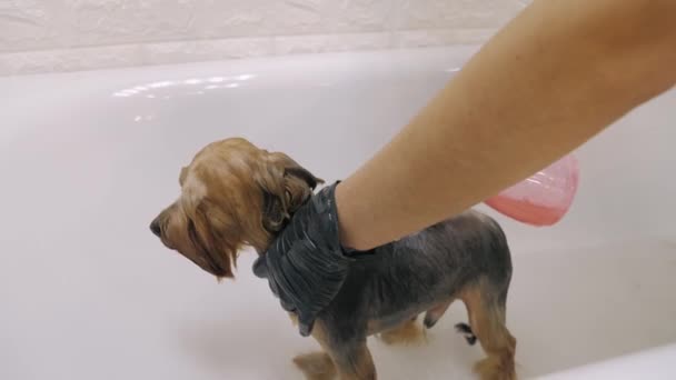 Yorkshire terrier robi zabieg u fryzjera — Wideo stockowe
