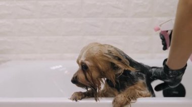 Yorkshire Teriyeri tımarhanede prosedür uyguluyor.