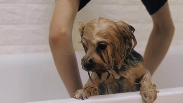 Yorkshire terrier να πάρει τη διαδικασία στο groomer — Αρχείο Βίντεο