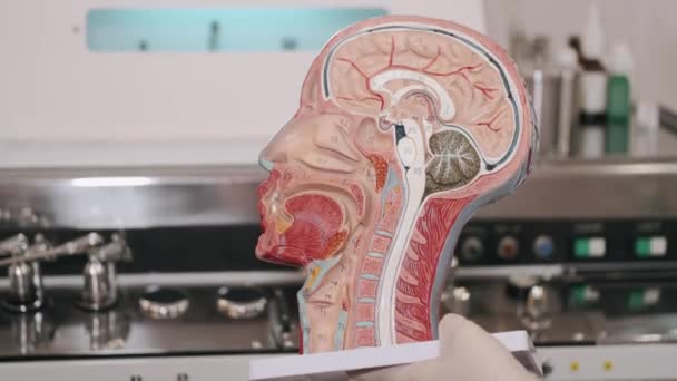 ЛОР-врач консультирует молодую пациентку и показывает анатомические модели — стоковое видео
