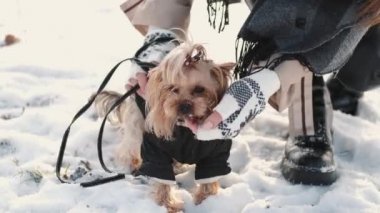 Yorkshire Terrier köpeği olan mutlu genç bir kız kış parkında yürüyor.