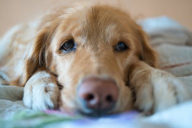 Yatakta dinlenen bir golden retriever. Köpek, ön pençeleri yüzünün yanında uzanmış, yumuşak, sevgi dolu bir ifadeyle kameraya tatlı tatlı bakıyor.