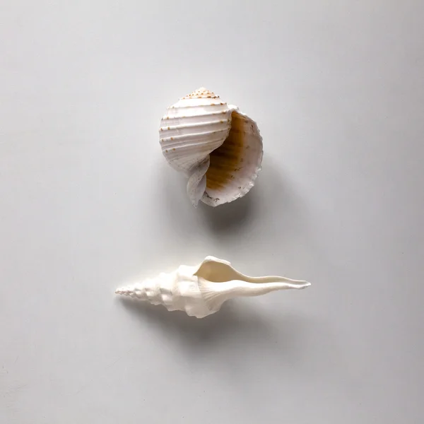 Big ocean shells — Stock Photo, Image
