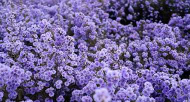 Küçük çiçek kümeleriyle yoğun bir şekilde açan canlı bir mor paskalya tarlası güzel ve büyüleyici bir his yaratıyor, aşkı, hatırayı ve sadakati simgeliyor. mor çiçekler arka plan
