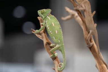 Yeşil Peçeli Bukalemun (chamaeleo calyptratus) çıplak bir dal üzerinde yürüyor