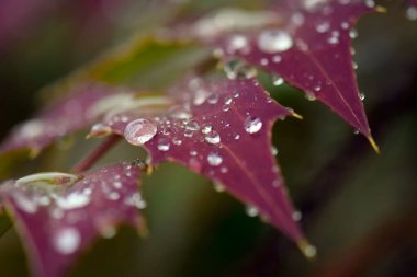 Yaprağın üzerine su damlası, duvar kağıdı