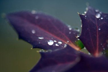 Yaprağın üzerine su damlası, duvar kağıdı