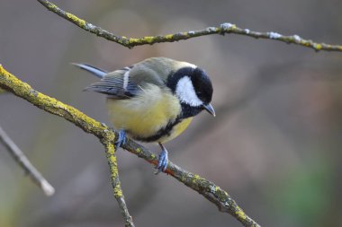 Ormandaki baştankara