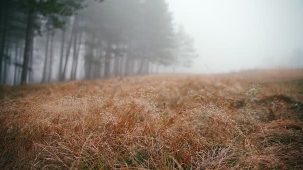 Hierba seca cubierta con gotas de rocío sobre un fondo de un bosque brumoso — Vídeos de Stock