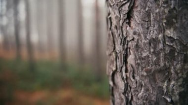 Ağaç gövdesinin arkasındaki bulanık ormanın sinematik çekimi..