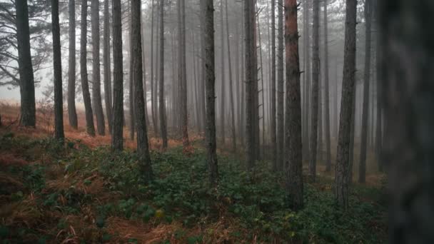 Fotografía cinematográfica de bosque brumoso en la mañana de otoño. — Vídeos de Stock